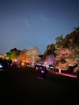 NAKED 桜の新宿御苑 2023に投稿された画像（2023/4/12）
