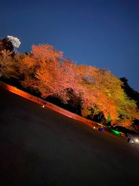 NAKED 桜の新宿御苑 2023に投稿された画像（2023/4/12）