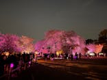 NAKED 桜の新宿御苑 2023に投稿された画像（2023/4/12）