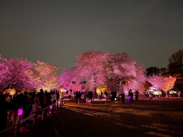 NAKED 桜の新宿御苑 2023に投稿された画像（2023/4/12）