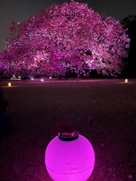 NAKED 桜の新宿御苑 2023に投稿された画像（2023/4/12）