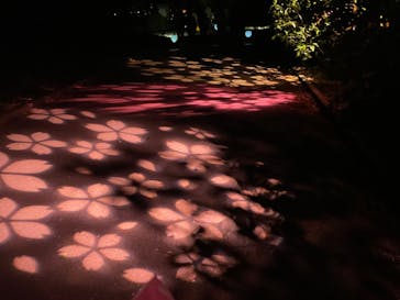 NAKED 桜の新宿御苑 2023に投稿された画像（2023/4/12）