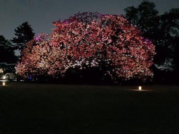 NAKED 桜の新宿御苑 2023に投稿された画像（2023/4/12）