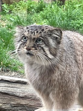 那須どうぶつ王国に投稿された画像（2023/4/12）