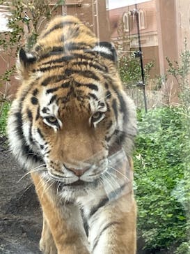 那須どうぶつ王国に投稿された画像（2023/4/12）