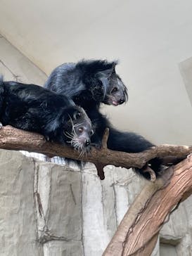 那須どうぶつ王国に投稿された画像（2023/4/12）