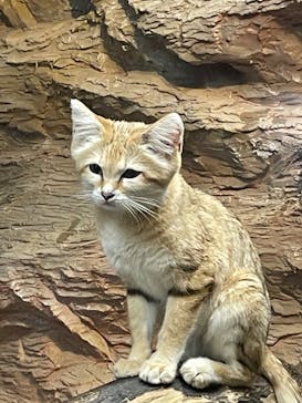 那須どうぶつ王国に投稿された画像（2023/4/12）