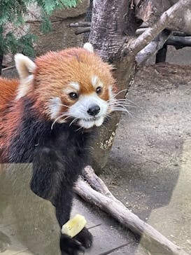 那須どうぶつ王国に投稿された画像（2023/4/12）