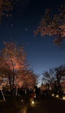 元離宮二条城に投稿された画像（2023/4/12）