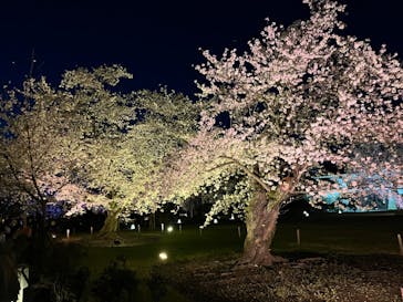 元離宮二条城に投稿された画像（2023/4/12）