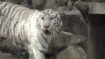 東武動物公園に投稿された画像（2023/4/12）