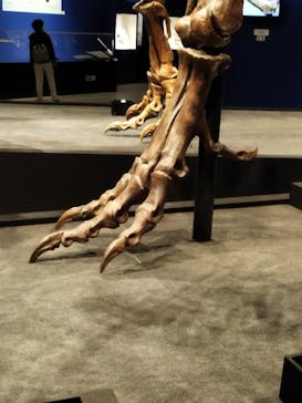 特別展「恐竜博2023」に投稿された画像（2023/4/12）