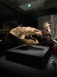 特別展「恐竜博2023」に投稿された画像（2023/4/12）