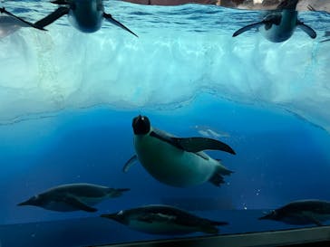 名古屋港水族館に投稿された画像（2023/4/12）
