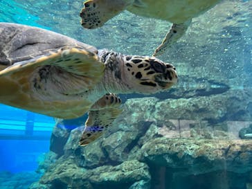 名古屋港水族館に投稿された画像（2023/4/12）