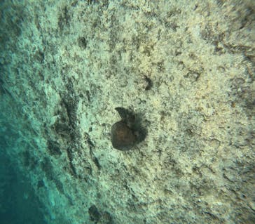 宮古島 ADVENTURE PiPi（ミヤコジマ アドベンチャー ピピ）に投稿された画像（2023/4/12）