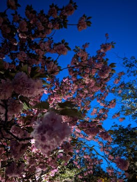 『NAKED FLOWERS 2023 桜 世界遺産・二条城』に投稿された画像（2023/4/12）