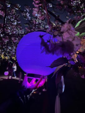 NAKED 桜の新宿御苑 2023に投稿された画像（2023/4/12）