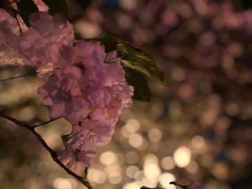 NAKED 桜の新宿御苑 2023に投稿された画像（2023/4/12）