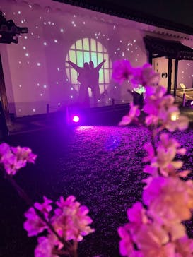 『NAKED FLOWERS 2023 桜 世界遺産・二条城』に投稿された画像（2023/4/12）