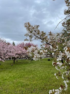 元離宮二条城に投稿された画像（2023/4/12）
