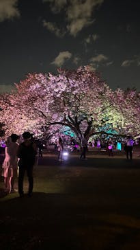 NAKED 桜の新宿御苑 2023に投稿された画像（2023/4/12）