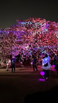 NAKED 桜の新宿御苑 2023に投稿された画像（2023/4/12）