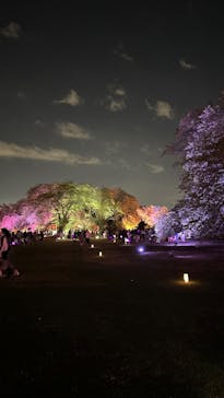 NAKED 桜の新宿御苑 2023に投稿された画像（2023/4/12）