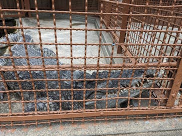 熱川バナナワニ園に投稿された画像（2023/4/12）