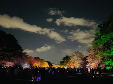 NAKED 桜の新宿御苑 2023に投稿された画像（2023/4/12）