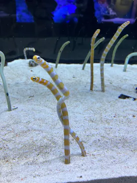 すみだ水族館に投稿された画像（2023/4/12）