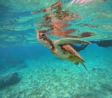 宮古島 ADVENTURE PiPi（ミヤコジマ アドベンチャー ピピ）に投稿された画像（2023/4/13）