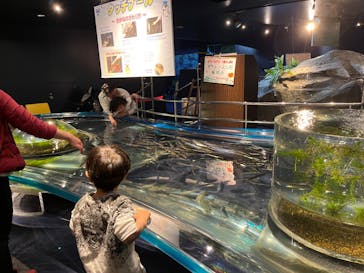 サケのふるさと 千歳水族館に投稿された画像（2023/4/13）