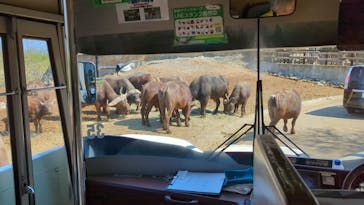 群馬サファリパークに投稿された画像（2023/4/13）