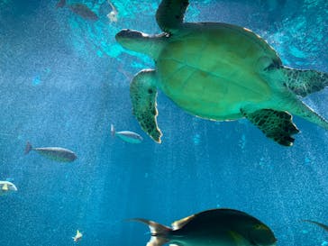 箱根園水族館に投稿された画像（2023/4/13）