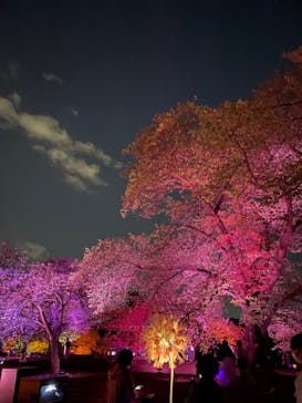 NAKED 桜の新宿御苑 2023に投稿された画像（2023/4/13）