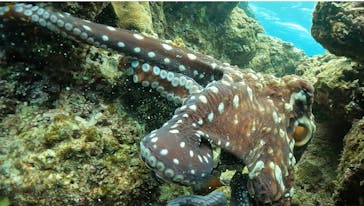 DIVING-SHOP SUNSに投稿された画像（2023/4/13）