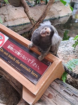 那須どうぶつ王国に投稿された画像（2023/4/13）