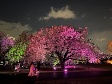 NAKED 桜の新宿御苑 2023に投稿された画像（2023/4/13）