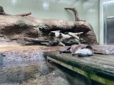 仙台うみの杜水族館に投稿された画像（2023/4/13）
