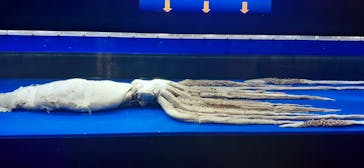 沖縄美ら海水族館に投稿された画像（2023/4/13）