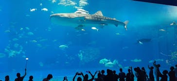 沖縄美ら海水族館に投稿された画像（2023/4/13）