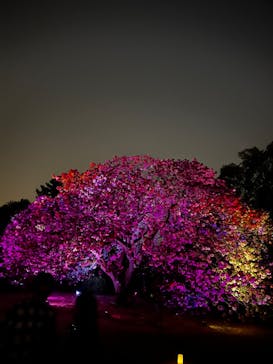 NAKED 桜の新宿御苑 2023に投稿された画像（2023/4/13）