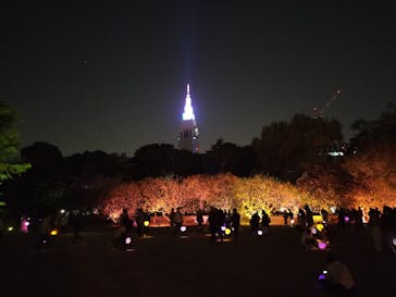 NAKED 桜の新宿御苑 2023に投稿された画像（2023/4/13）