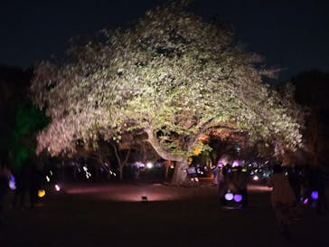 NAKED 桜の新宿御苑 2023に投稿された画像（2023/4/13）