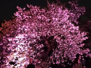 NAKED 桜の新宿御苑 2023に投稿された画像（2023/4/13）