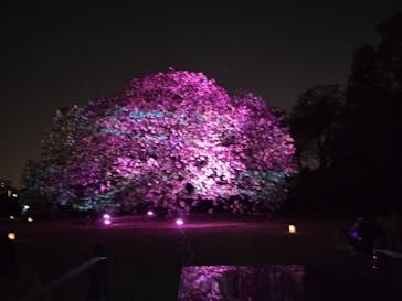 NAKED 桜の新宿御苑 2023に投稿された画像（2023/4/13）