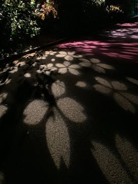 NAKED 桜の新宿御苑 2023に投稿された画像（2023/4/13）