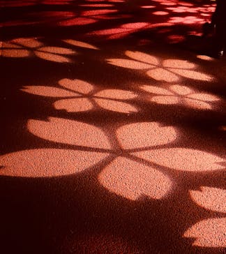 NAKED 桜の新宿御苑 2023に投稿された画像（2023/4/13）