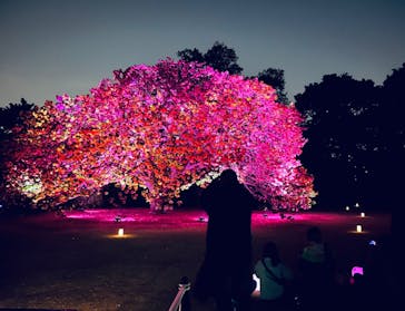 NAKED 桜の新宿御苑 2023に投稿された画像（2023/4/13）